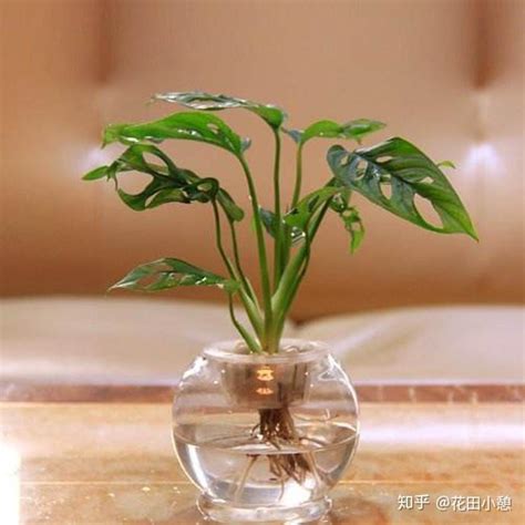 水培植物|【7大高颜值水培植物推荐】